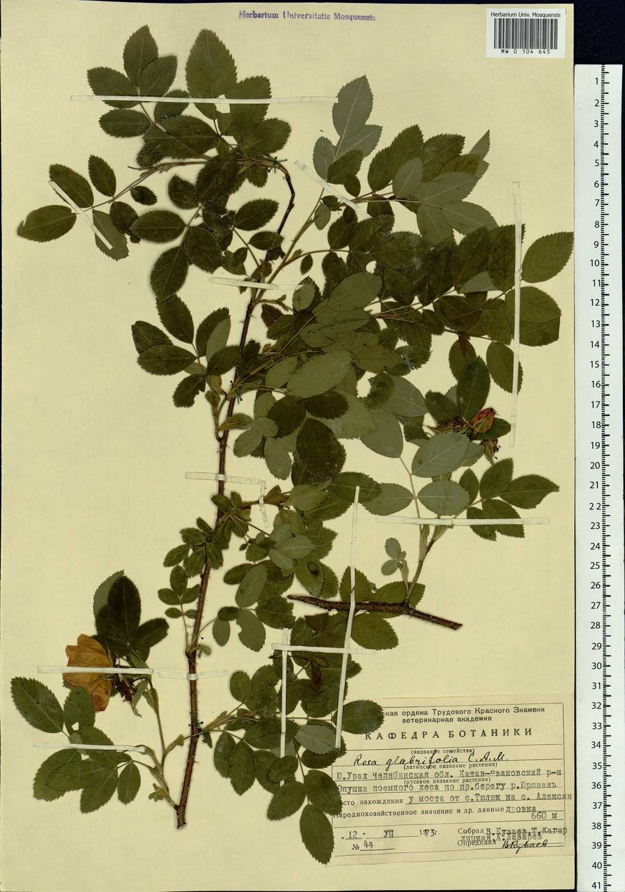 Rosa glabrifolia C. A. Mey. ex Rupr., Eastern Europe, Eastern region (E10) (Russia)
