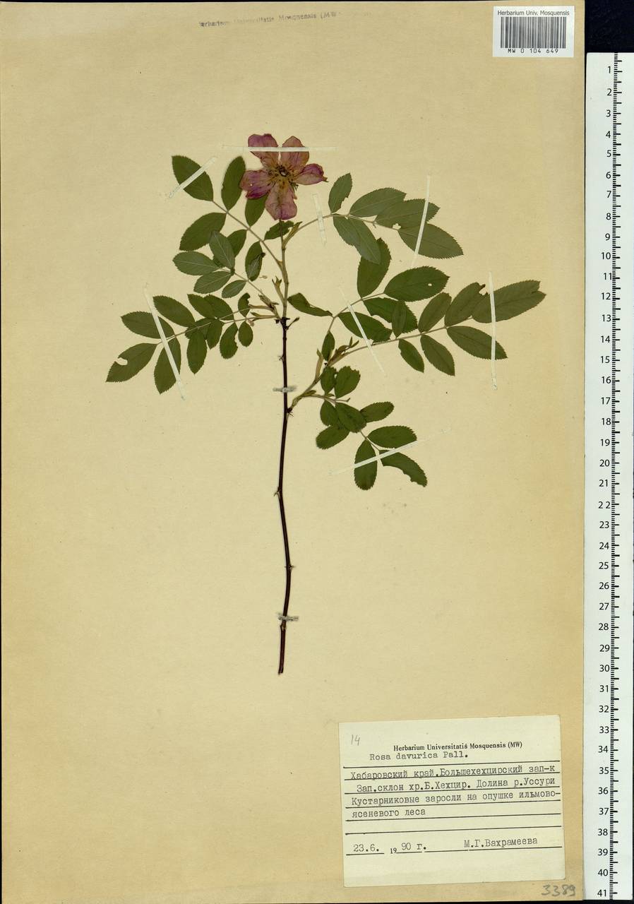 Rosa davurica Pall., Siberia, Russian Far East (S6) (Russia)