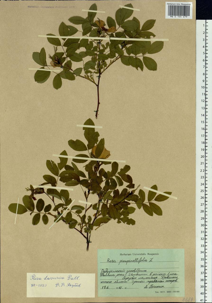 Rosa davurica Pall., Siberia, Russian Far East (S6) (Russia)