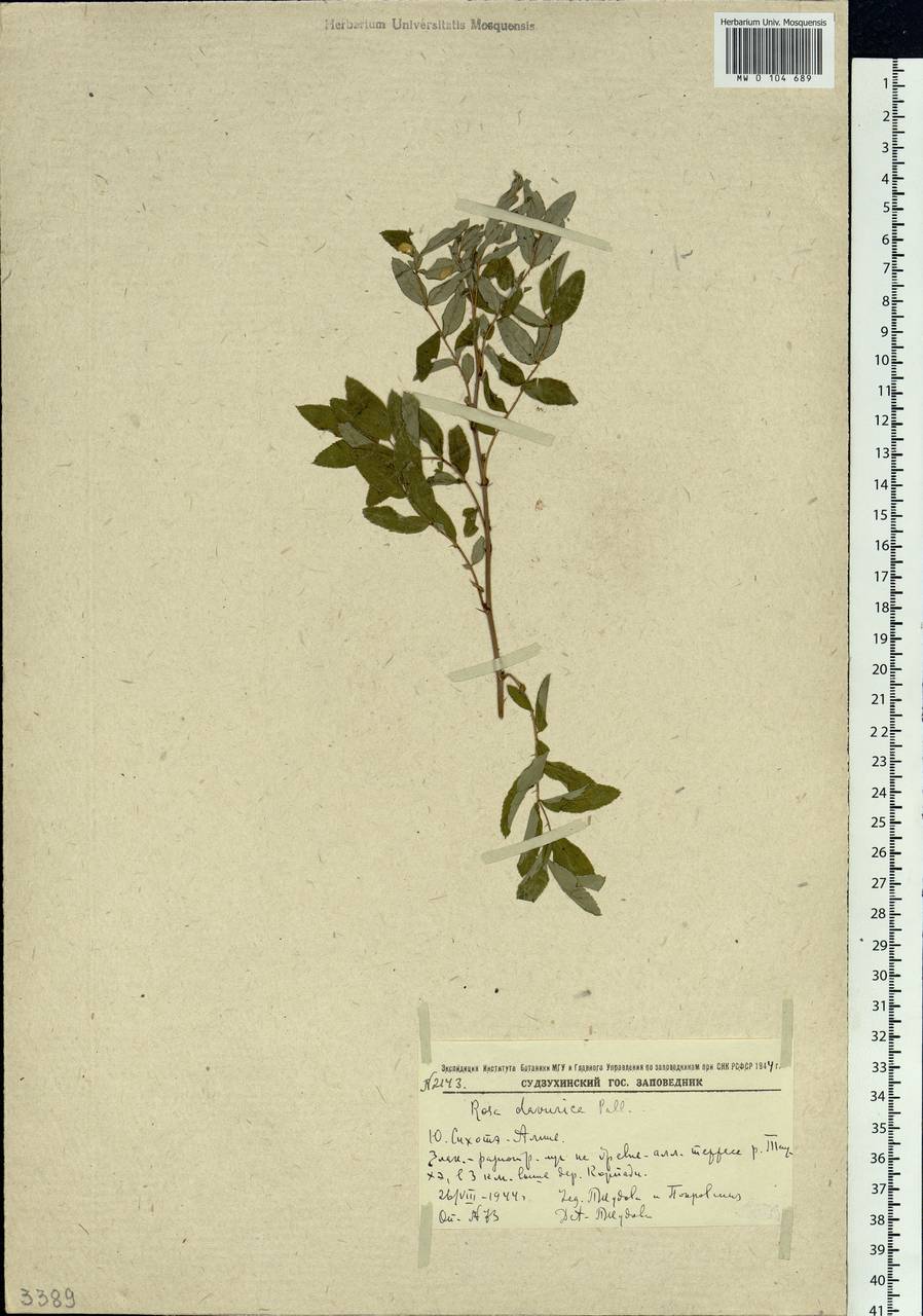 Rosa davurica Pall., Siberia, Russian Far East (S6) (Russia)