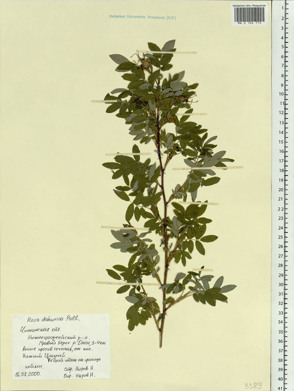 Rosa davurica Pall., Siberia, Baikal & Transbaikal region (S4) (Russia)