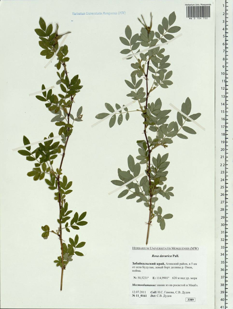 Rosa davurica Pall., Siberia, Baikal & Transbaikal region (S4) (Russia)