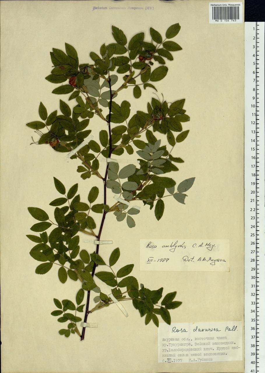 Rosa davurica Pall., Siberia, Russian Far East (S6) (Russia)