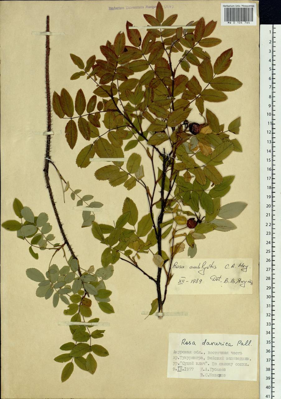 Rosa davurica Pall., Siberia, Russian Far East (S6) (Russia)