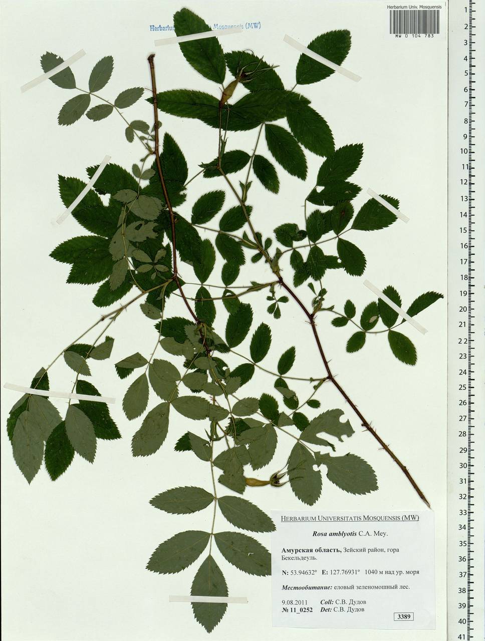 Rosa davurica Pall., Siberia, Russian Far East (S6) (Russia)