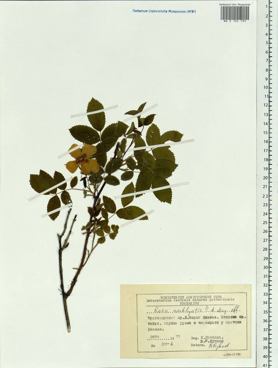 Rosa davurica Pall., Siberia, Central Siberia (S3) (Russia)
