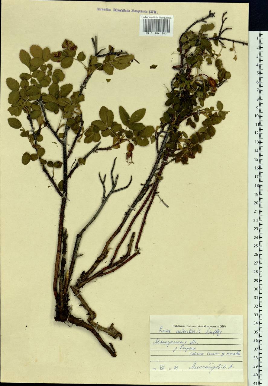 Rosa acicularis Lindl., Siberia, Chukotka & Kamchatka (S7) (Russia)