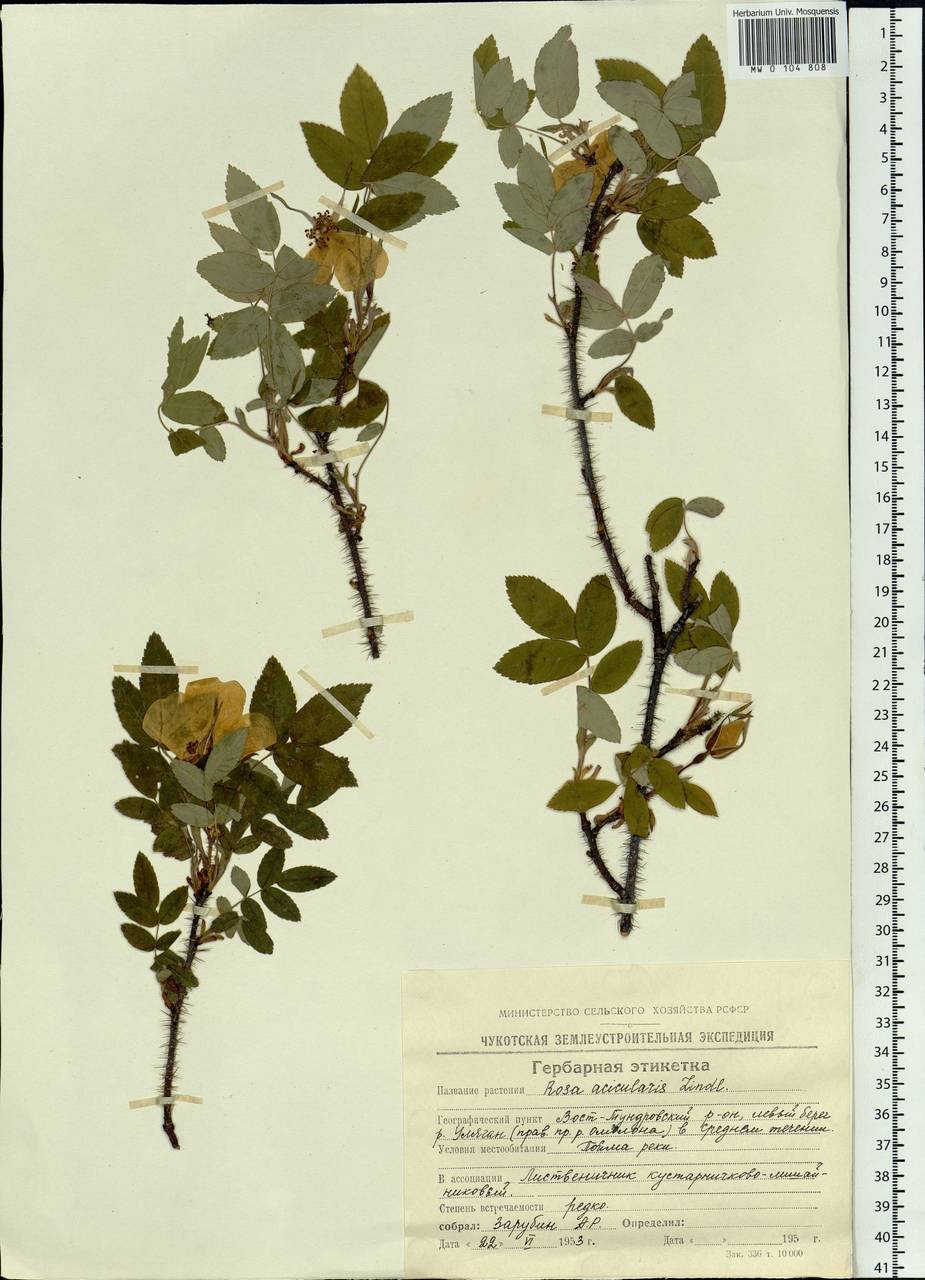 Rosa acicularis Lindl., Siberia, Chukotka & Kamchatka (S7) (Russia)