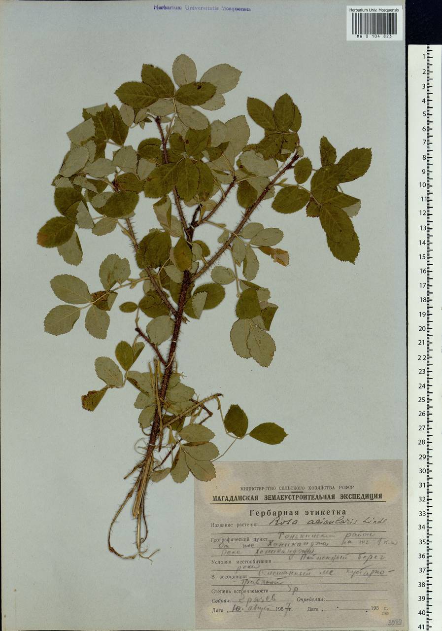 Rosa acicularis Lindl., Siberia, Chukotka & Kamchatka (S7) (Russia)