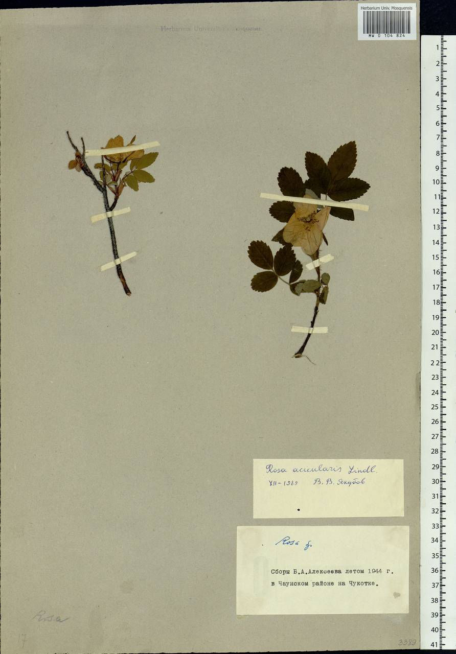Rosa acicularis Lindl., Siberia, Chukotka & Kamchatka (S7) (Russia)