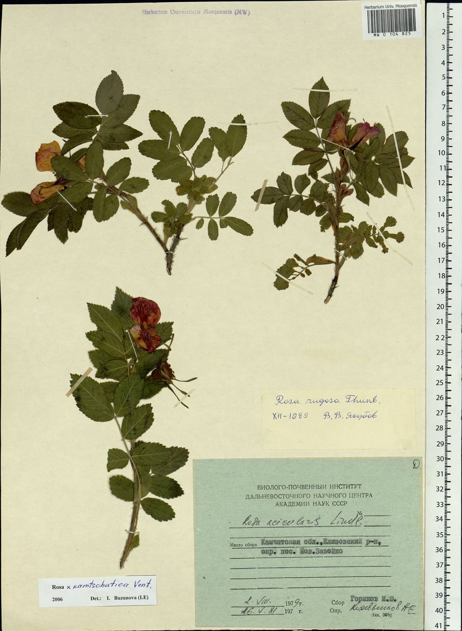 Rosa acicularis Lindl., Siberia, Chukotka & Kamchatka (S7) (Russia)