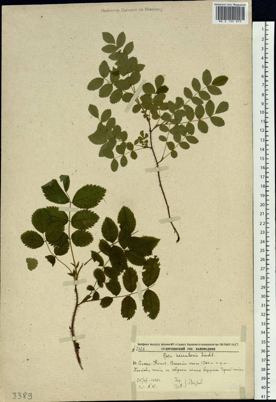 Rosa acicularis Lindl., Siberia, Russian Far East (S6) (Russia)