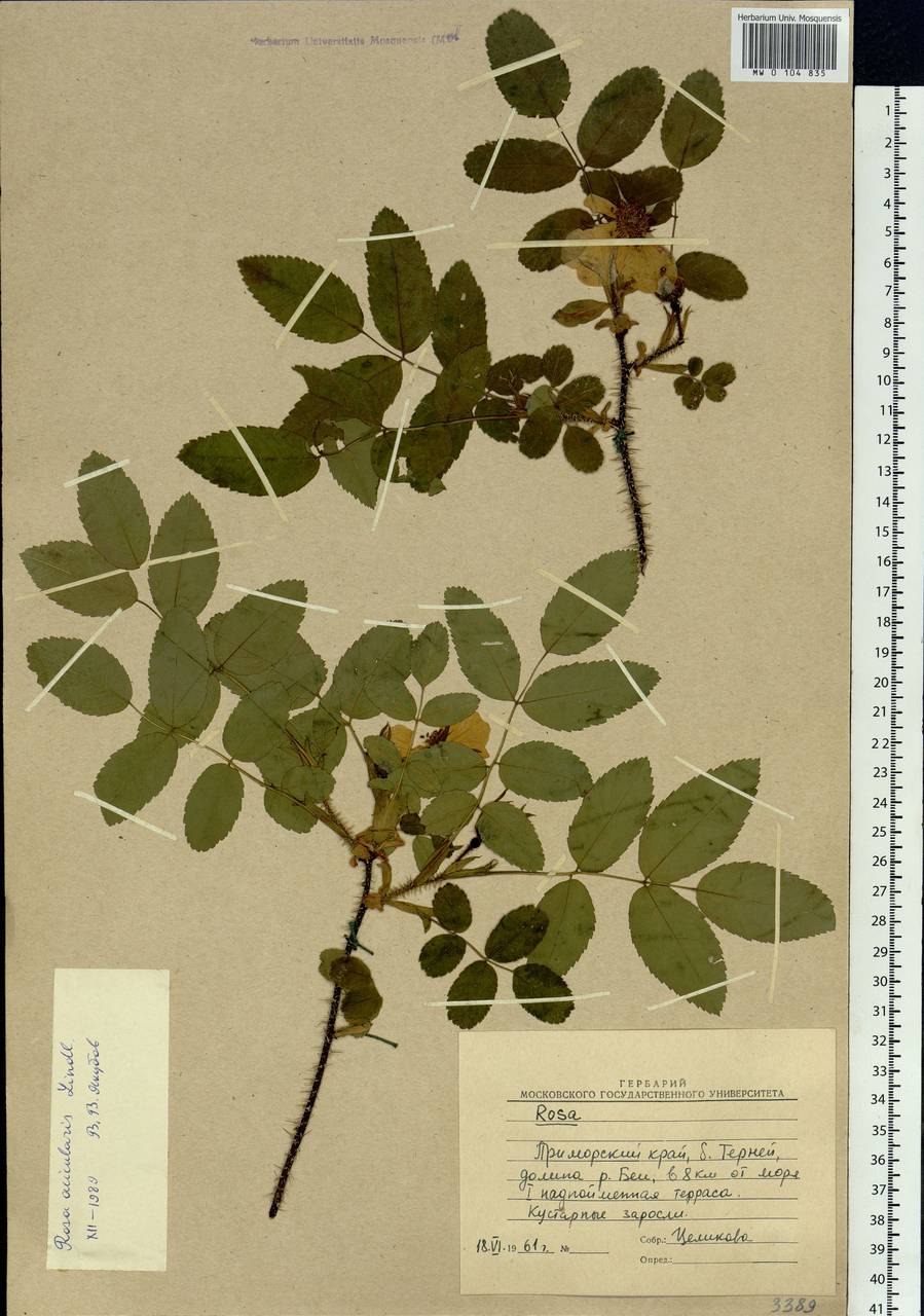 Rosa acicularis Lindl., Siberia, Russian Far East (S6) (Russia)