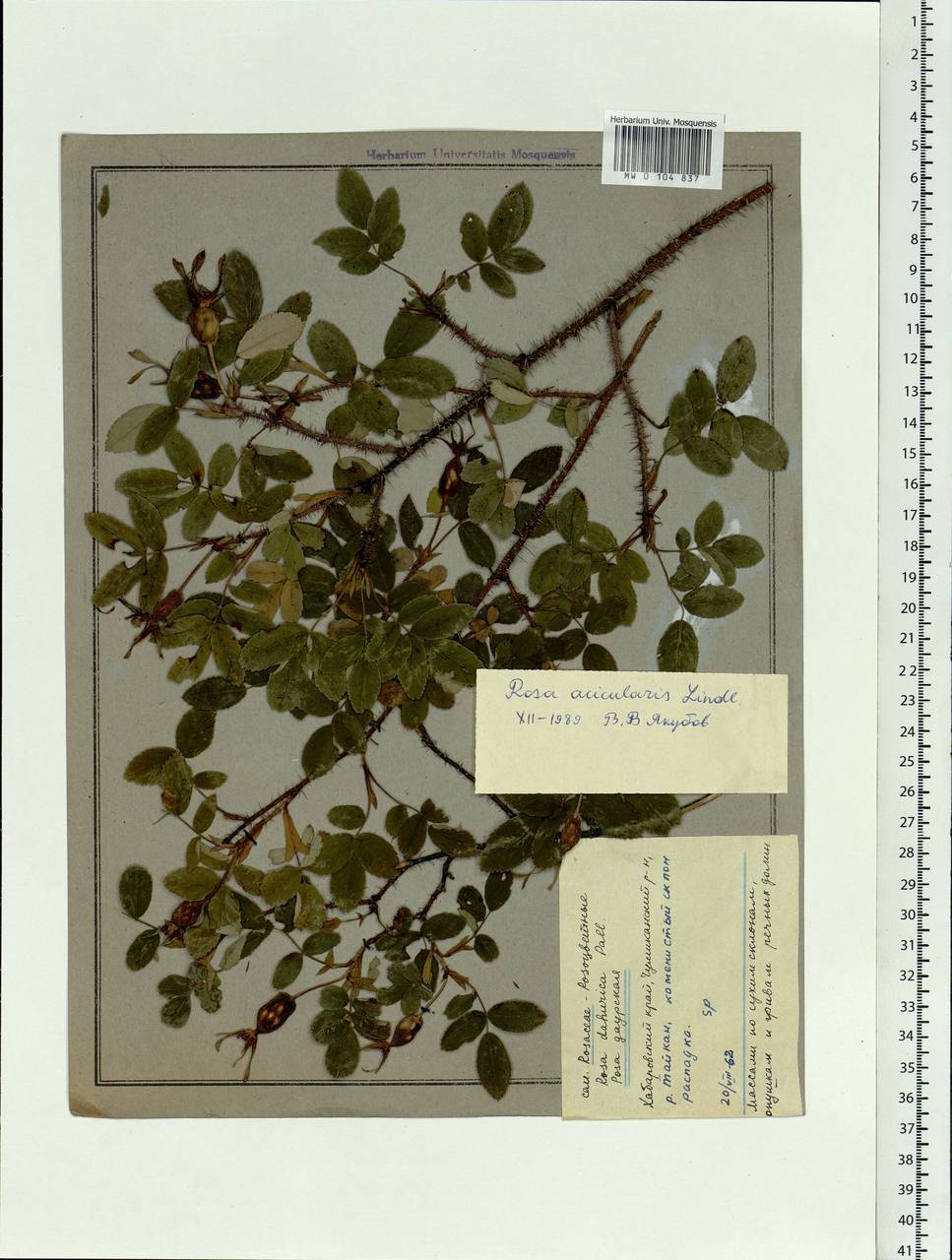 Rosa acicularis Lindl., Siberia, Russian Far East (S6) (Russia)