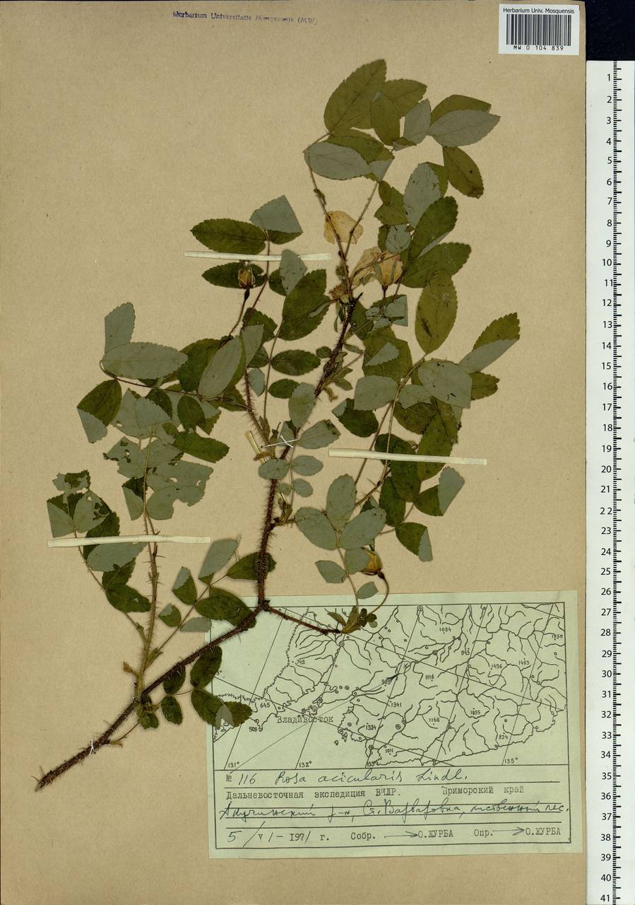 Rosa acicularis Lindl., Siberia, Russian Far East (S6) (Russia)