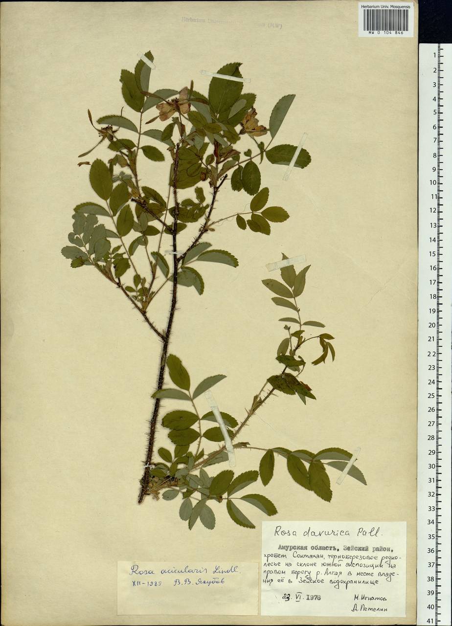 Rosa acicularis Lindl., Siberia, Russian Far East (S6) (Russia)