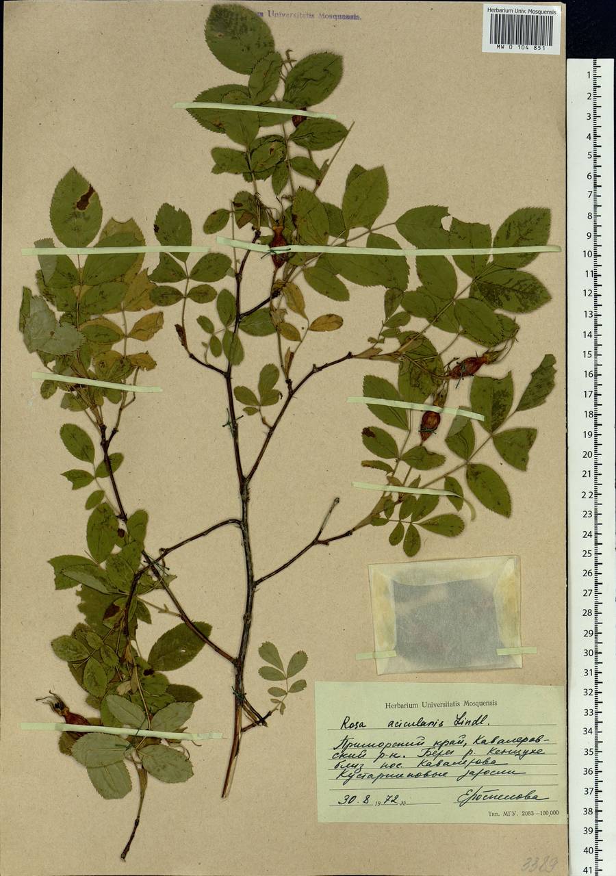 Rosa acicularis Lindl., Siberia, Russian Far East (S6) (Russia)