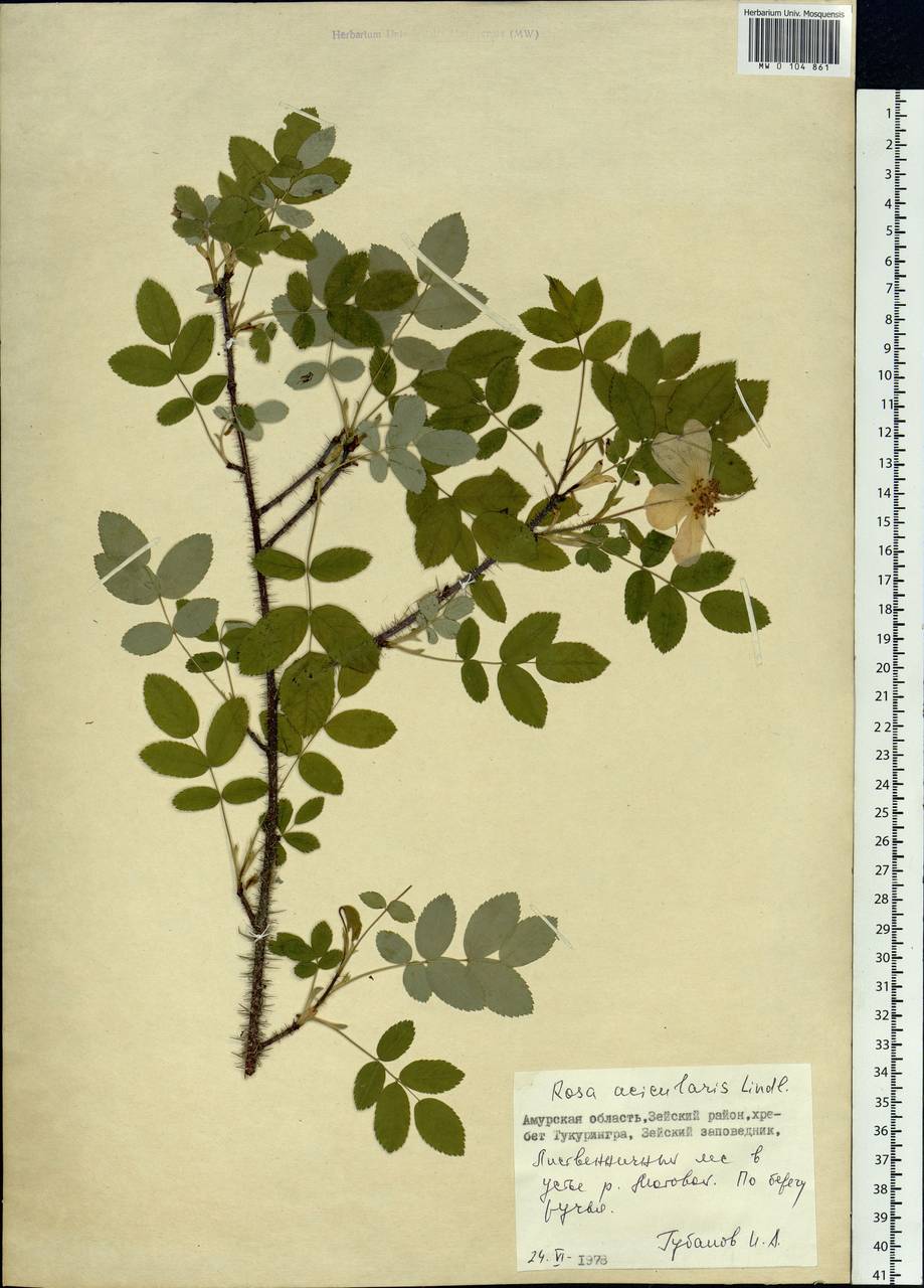 Rosa acicularis Lindl., Siberia, Russian Far East (S6) (Russia)