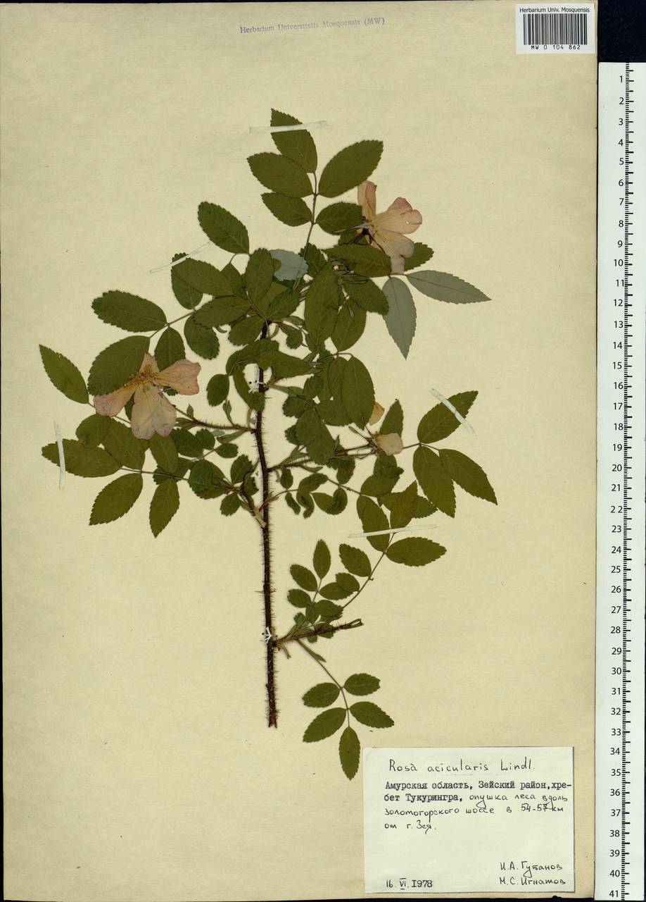 Rosa acicularis Lindl., Siberia, Russian Far East (S6) (Russia)