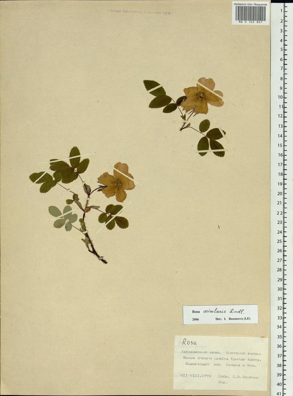 Rosa acicularis Lindl., Siberia, Russian Far East (S6) (Russia)