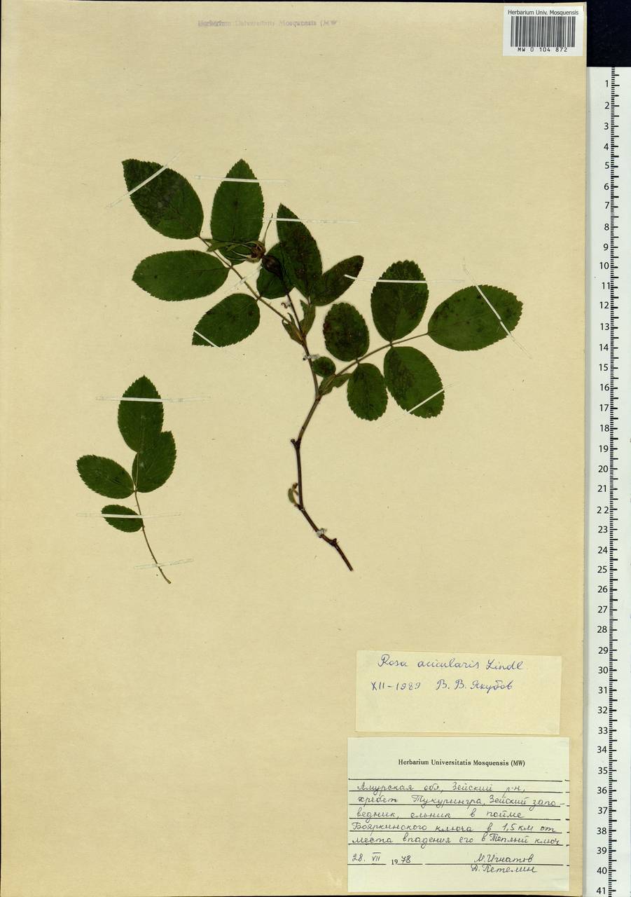 Rosa acicularis Lindl., Siberia, Russian Far East (S6) (Russia)