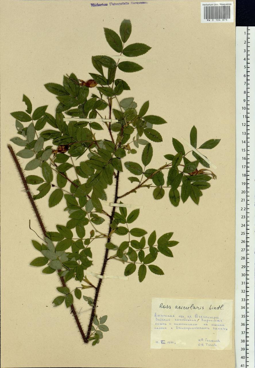 Rosa acicularis Lindl., Siberia, Russian Far East (S6) (Russia)