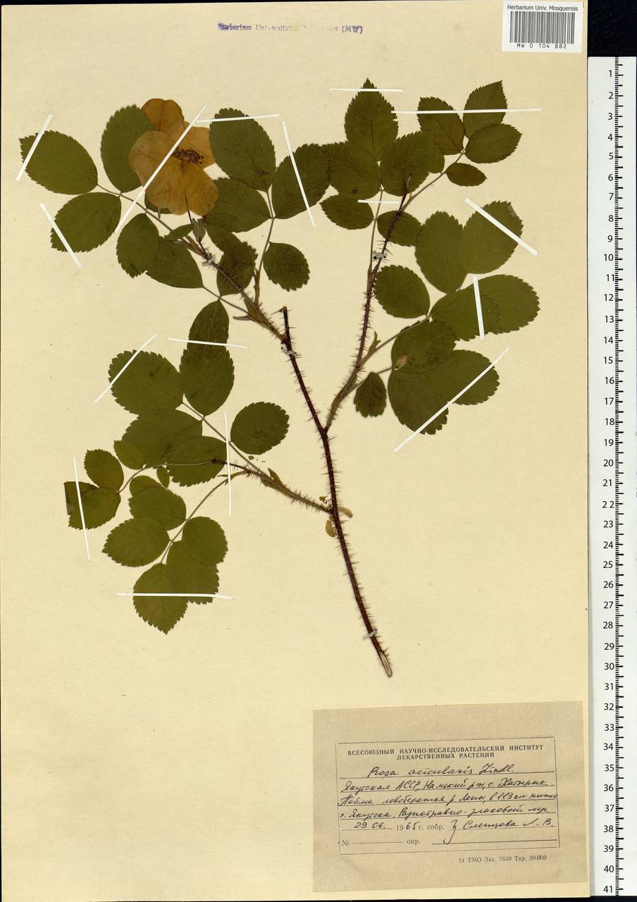 Rosa acicularis Lindl., Siberia, Yakutia (S5) (Russia)