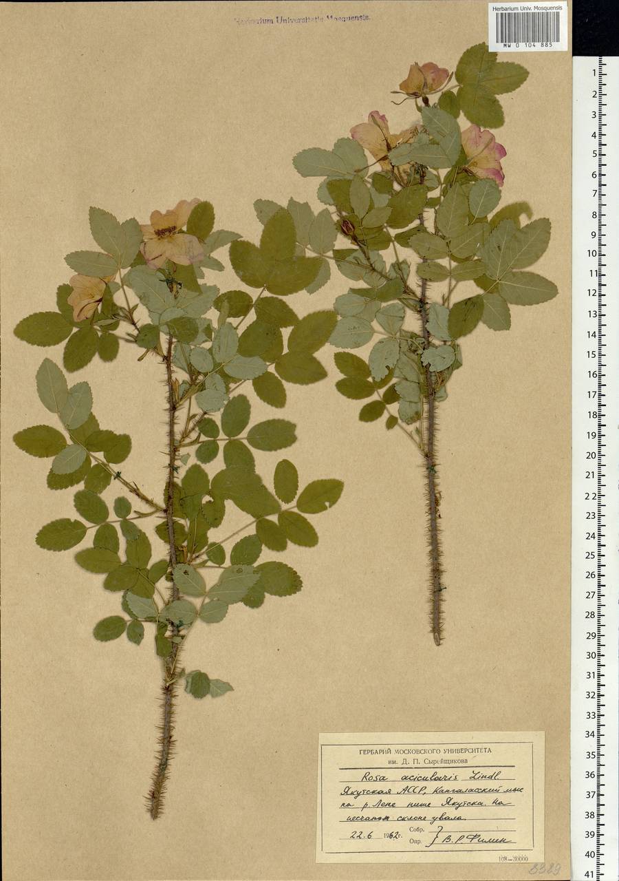 Rosa acicularis Lindl., Siberia, Yakutia (S5) (Russia)