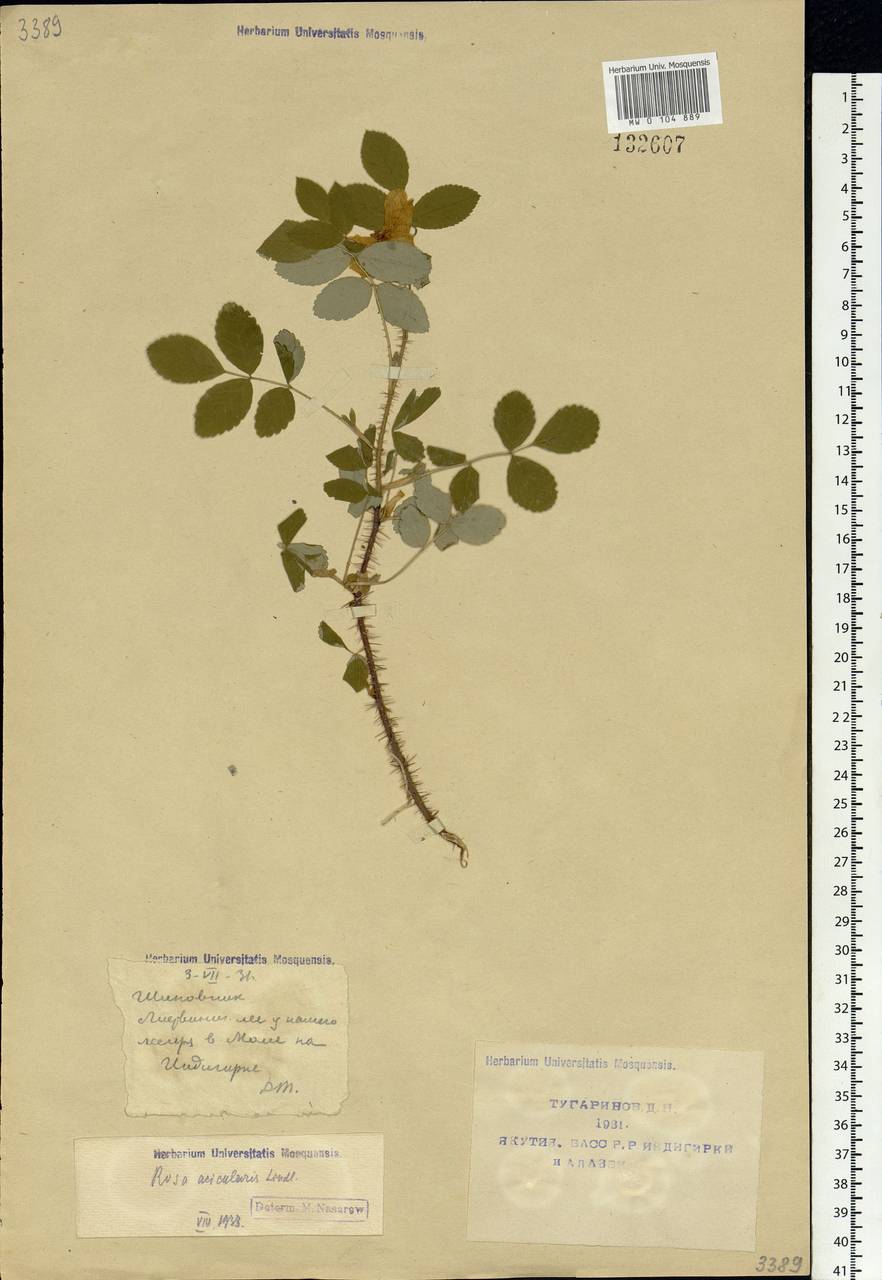 Rosa acicularis Lindl., Siberia, Yakutia (S5) (Russia)