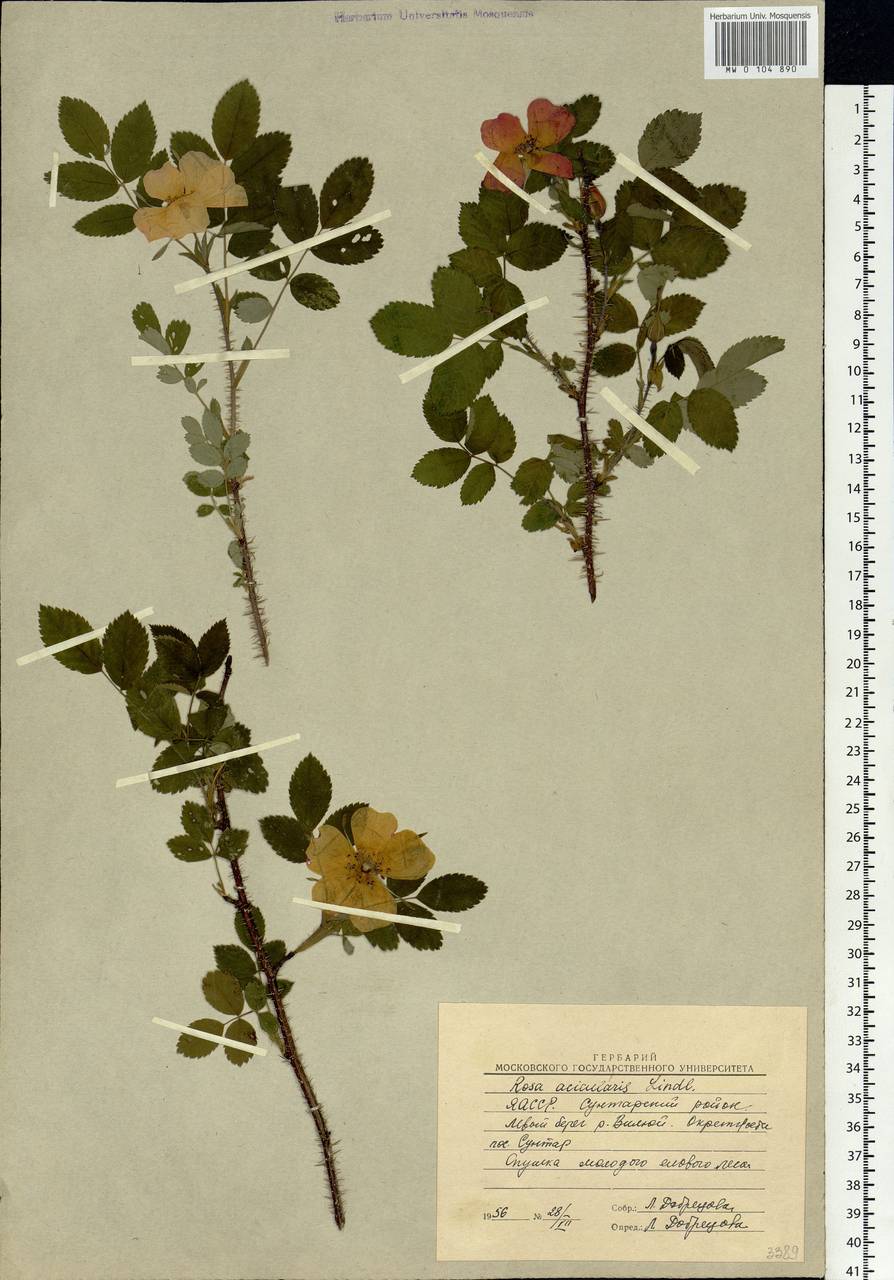 Rosa acicularis Lindl., Siberia, Yakutia (S5) (Russia)