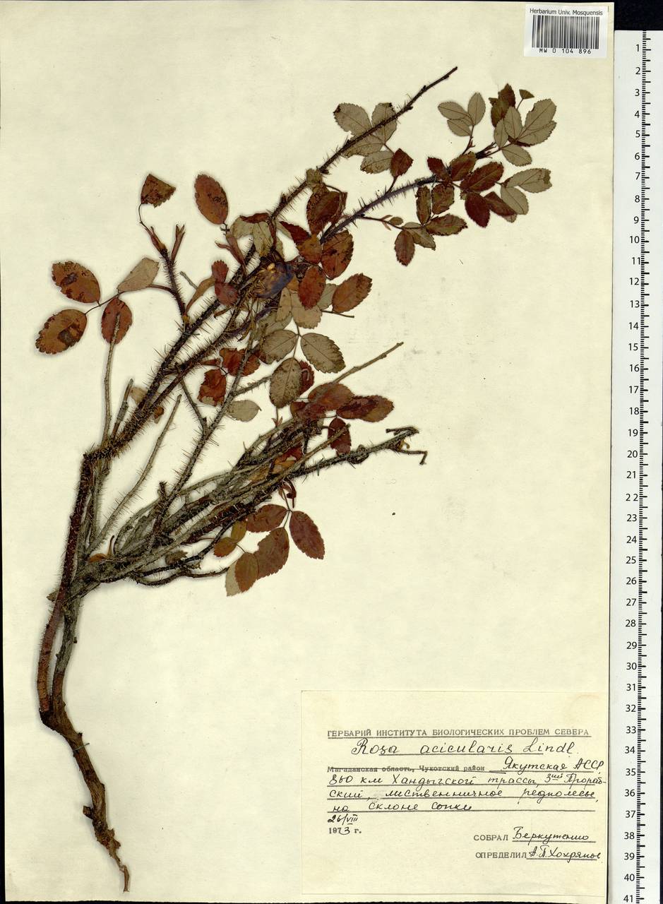 Rosa acicularis Lindl., Siberia, Yakutia (S5) (Russia)
