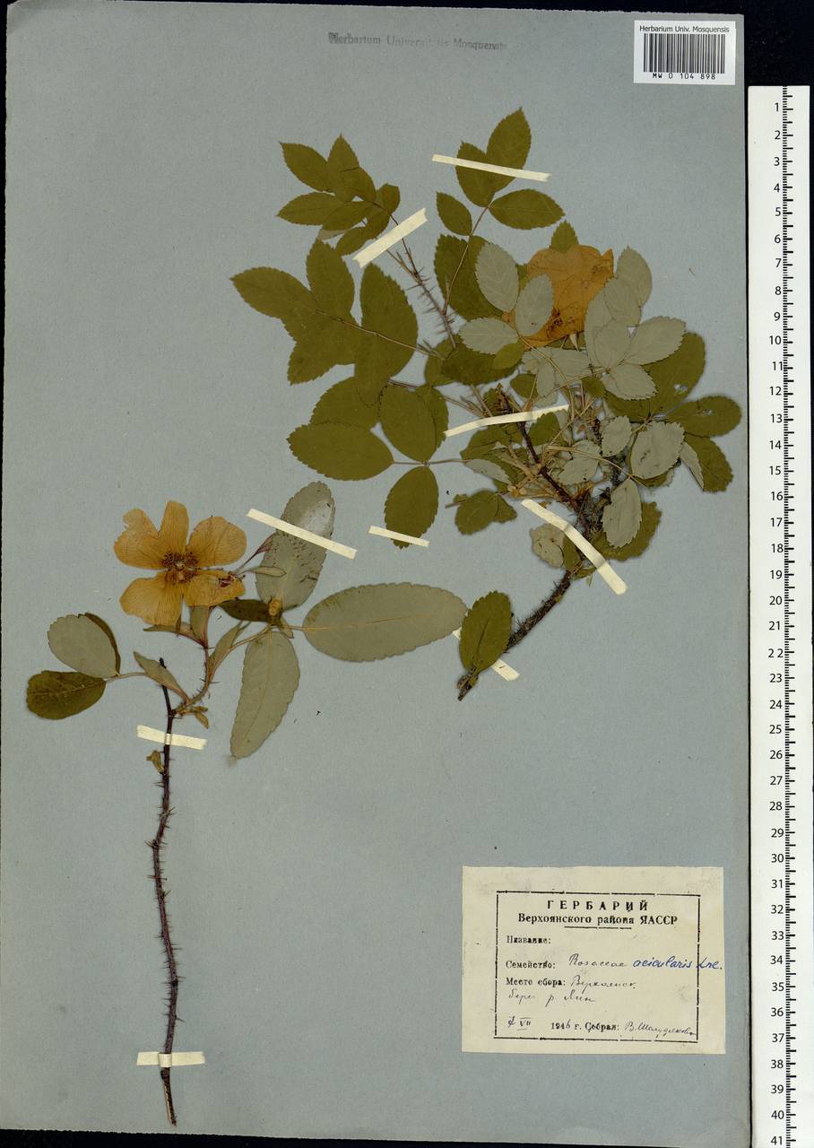Rosa acicularis Lindl., Siberia, Yakutia (S5) (Russia)