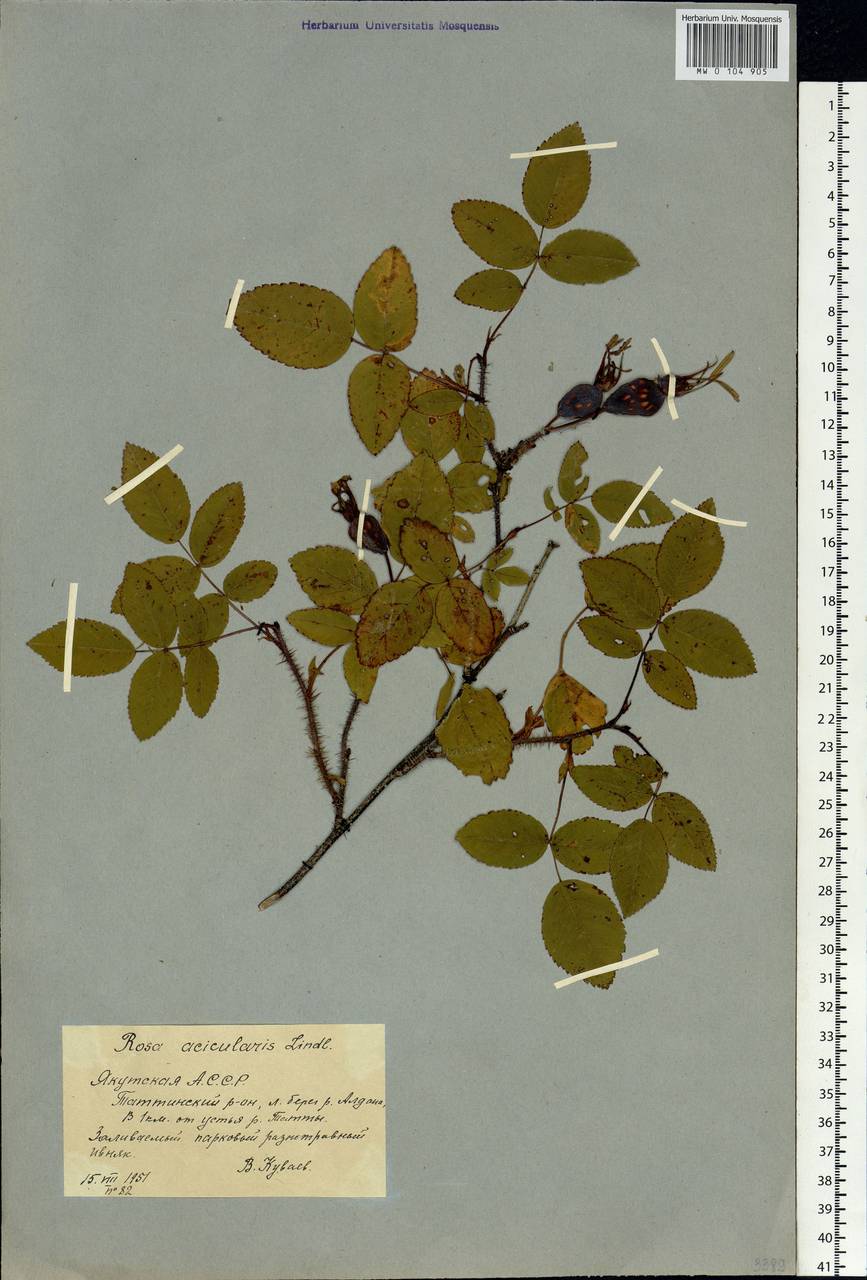 Rosa acicularis Lindl., Siberia, Yakutia (S5) (Russia)