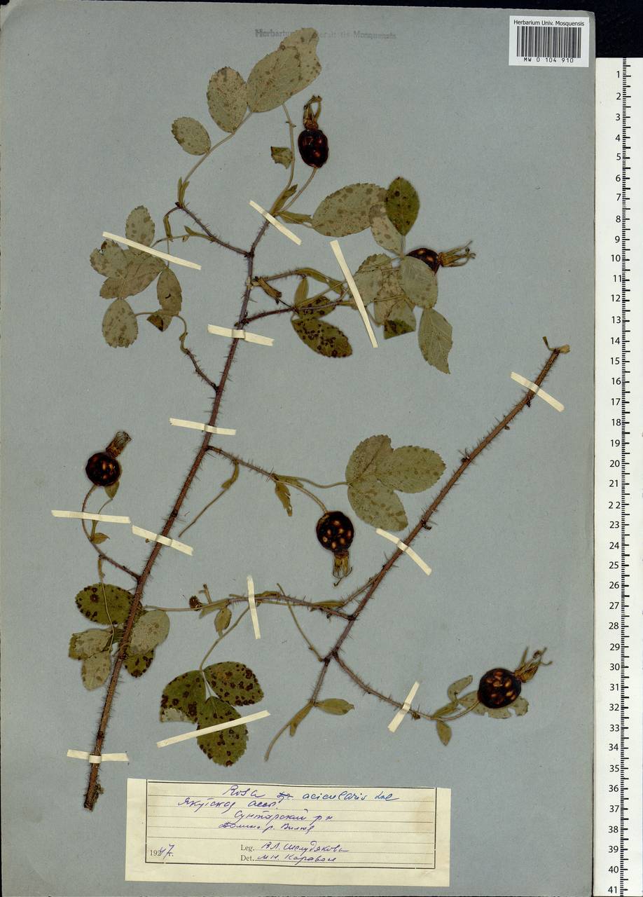 Rosa acicularis Lindl., Siberia, Yakutia (S5) (Russia)