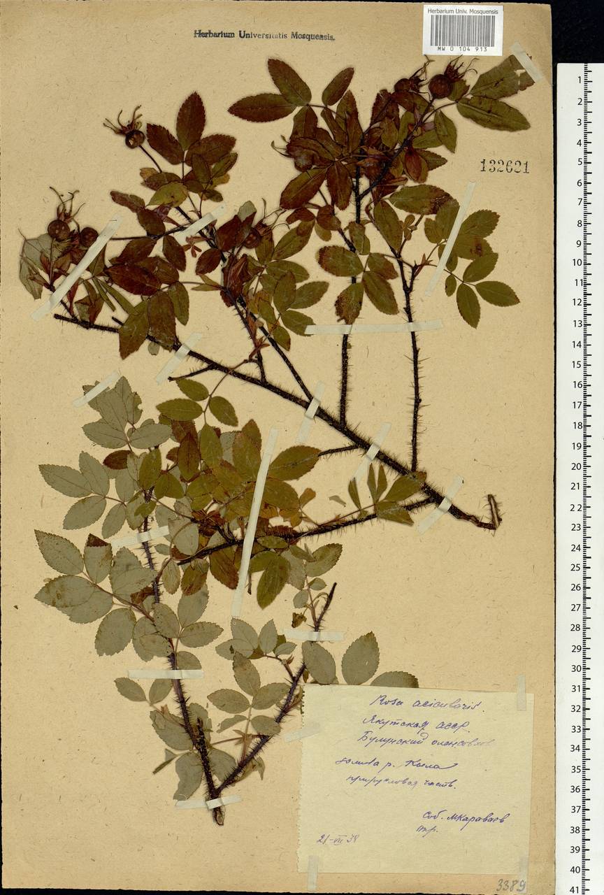 Rosa acicularis Lindl., Siberia, Yakutia (S5) (Russia)