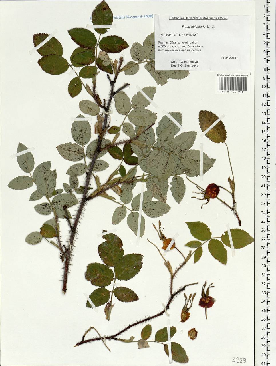 Rosa acicularis Lindl., Siberia, Yakutia (S5) (Russia)