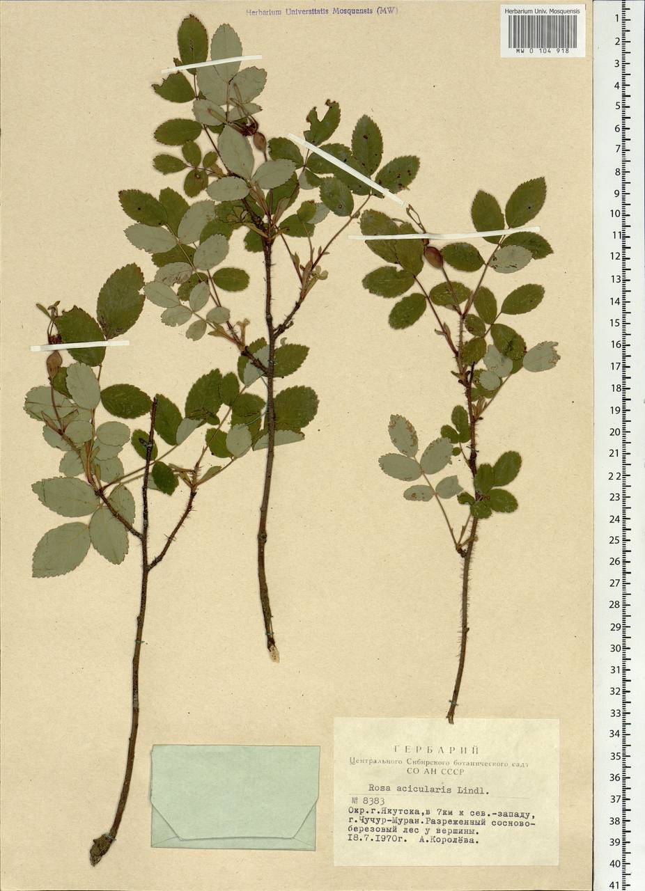 Rosa acicularis Lindl., Siberia, Yakutia (S5) (Russia)