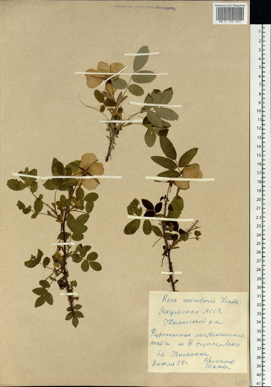 Rosa acicularis Lindl., Siberia, Yakutia (S5) (Russia)