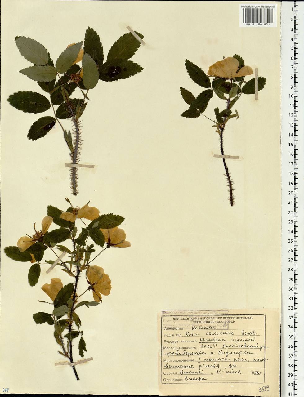 Rosa acicularis Lindl., Siberia, Yakutia (S5) (Russia)