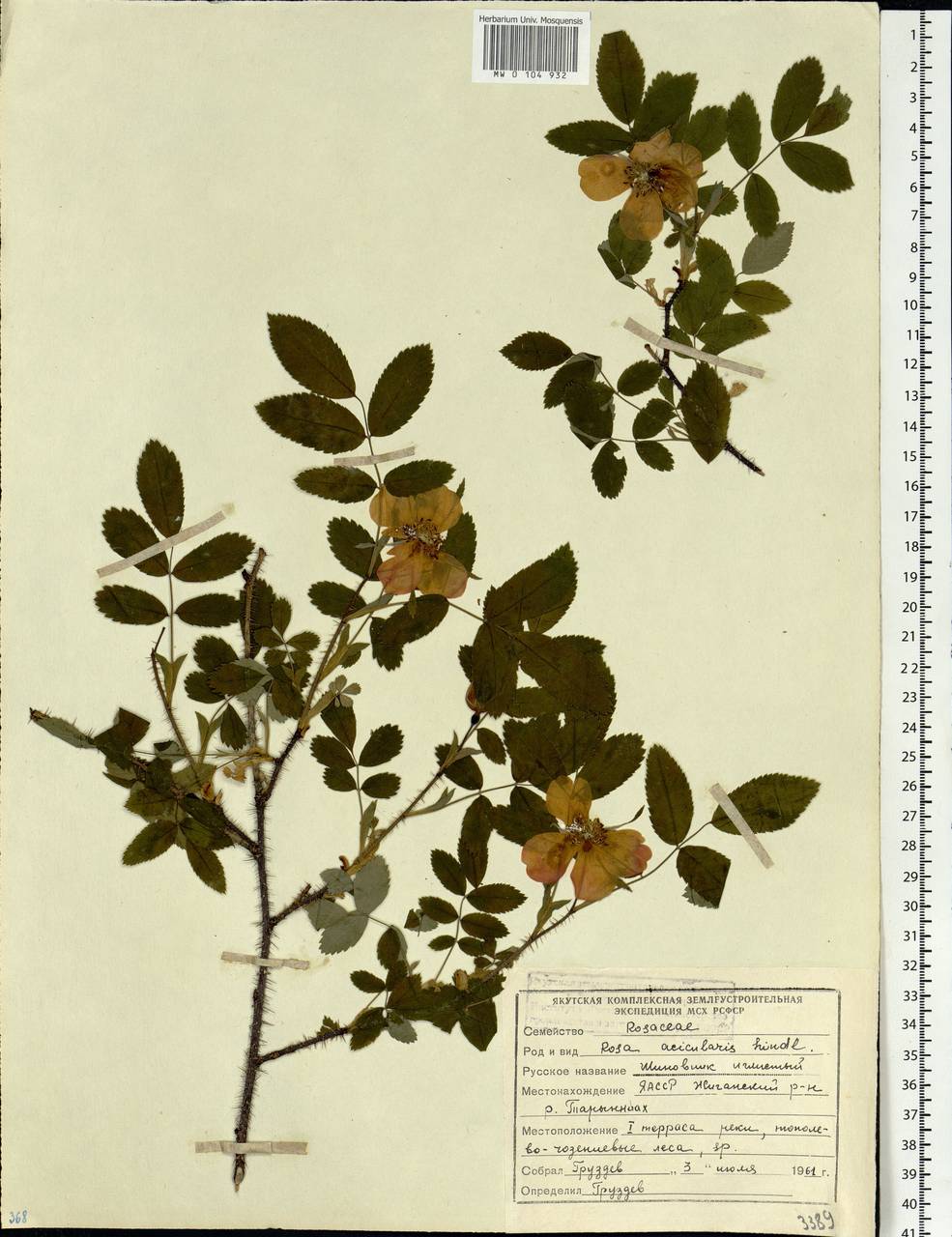 Rosa acicularis Lindl., Siberia, Yakutia (S5) (Russia)