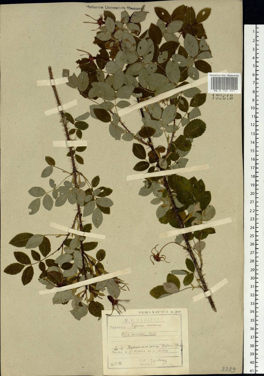 Rosa acicularis Lindl., Siberia, Baikal & Transbaikal region (S4) (Russia)