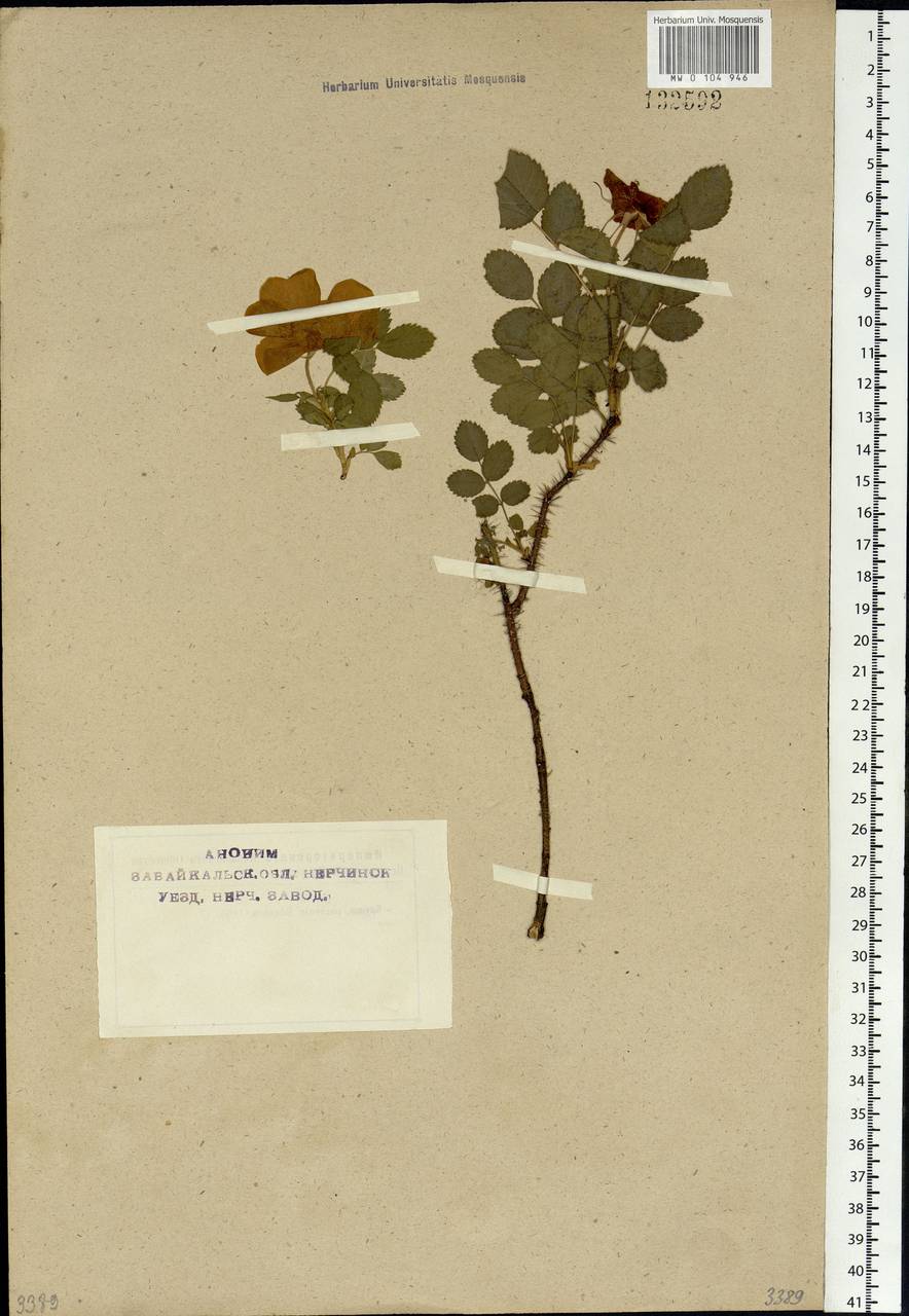 Rosa acicularis Lindl., Siberia, Baikal & Transbaikal region (S4) (Russia)