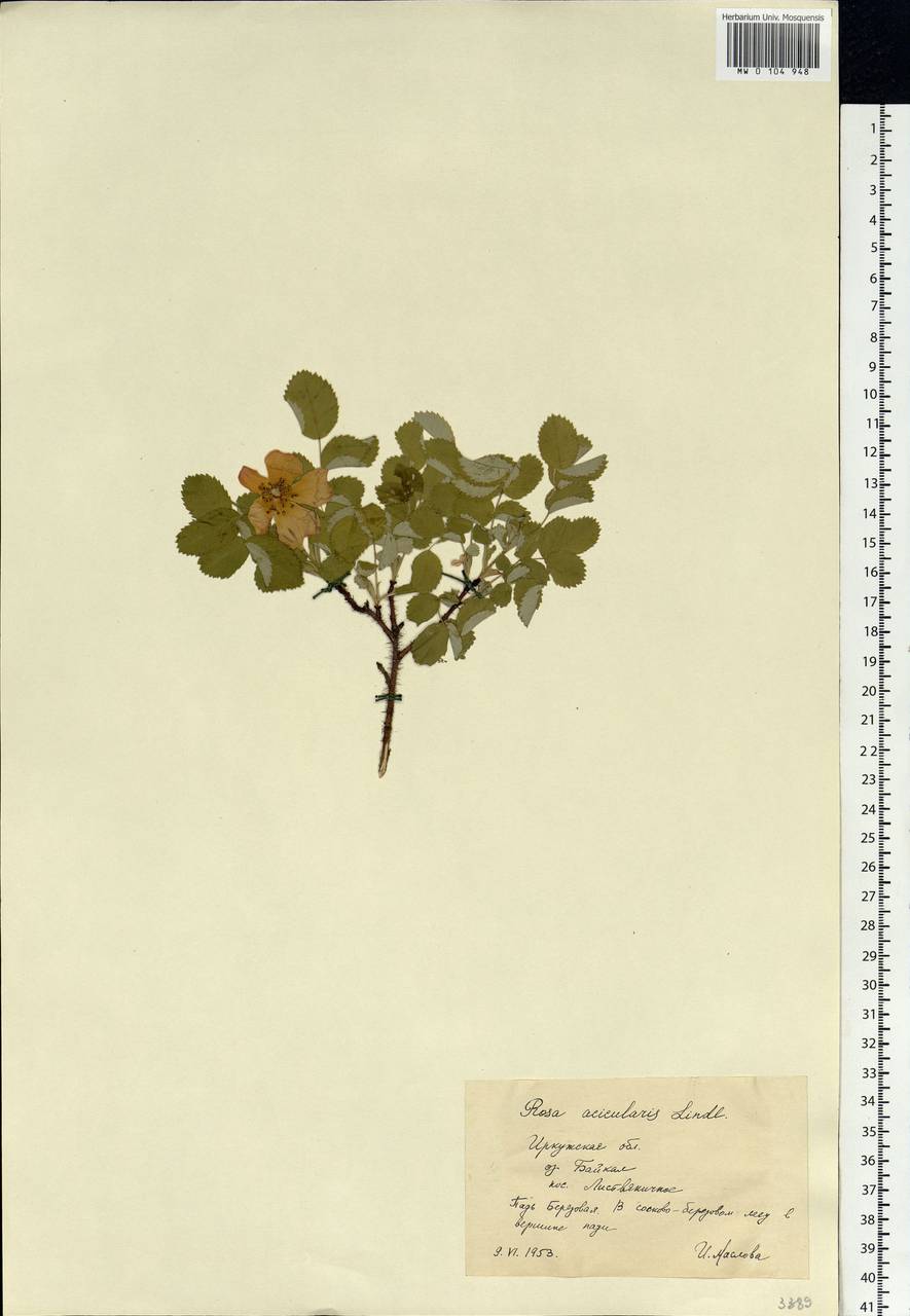 Rosa acicularis Lindl., Siberia, Baikal & Transbaikal region (S4) (Russia)