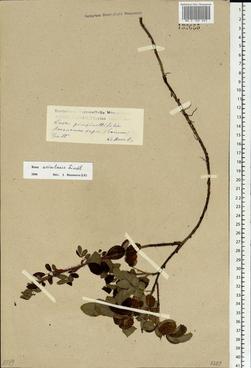 Rosa acicularis Lindl., Siberia, Baikal & Transbaikal region (S4) (Russia)