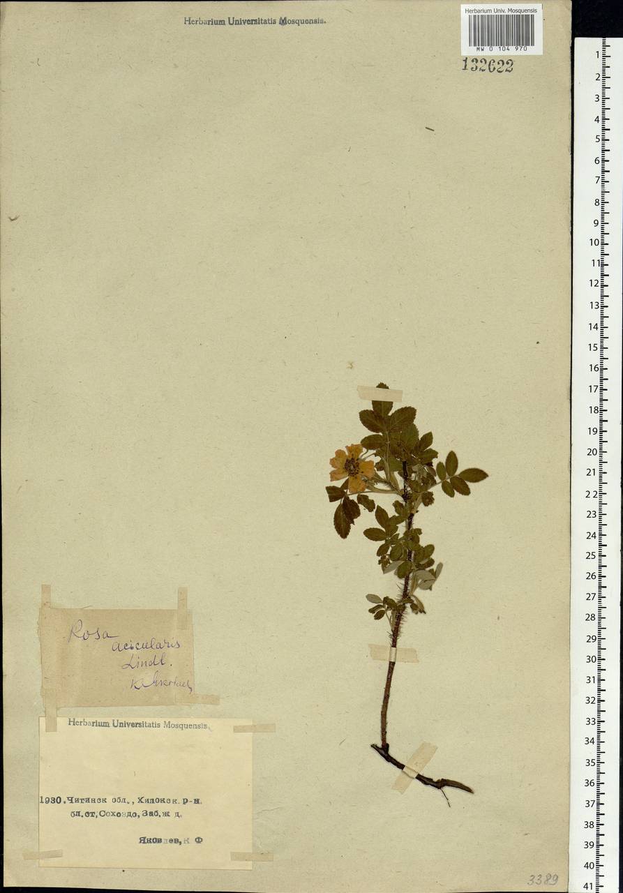 Rosa acicularis Lindl., Siberia, Baikal & Transbaikal region (S4) (Russia)