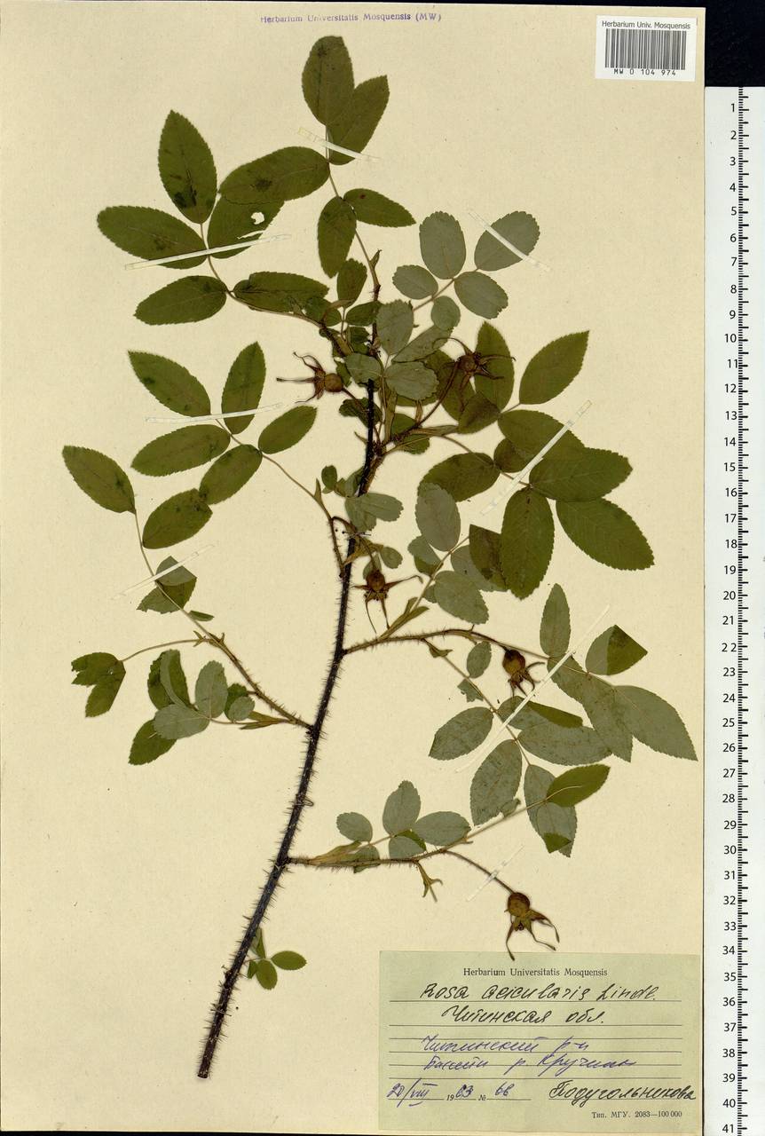 Rosa acicularis Lindl., Siberia, Baikal & Transbaikal region (S4) (Russia)