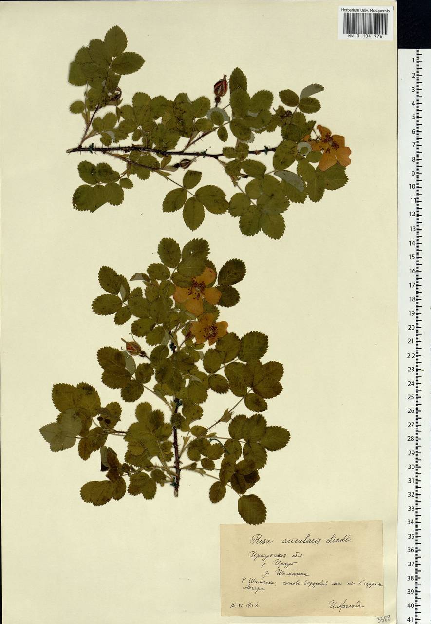 Rosa acicularis Lindl., Siberia, Baikal & Transbaikal region (S4) (Russia)
