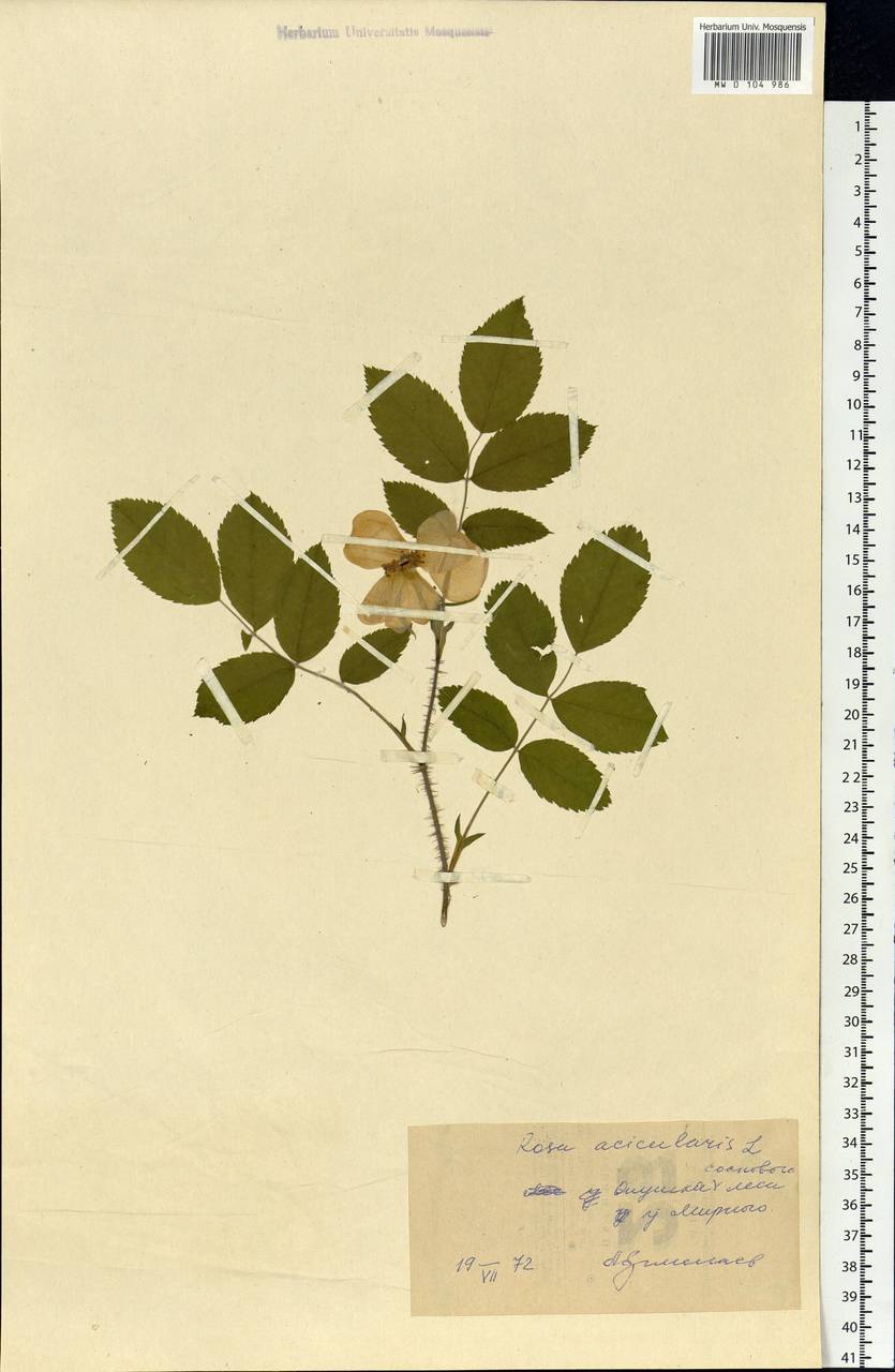 Rosa acicularis Lindl., Siberia, Central Siberia (S3) (Russia)