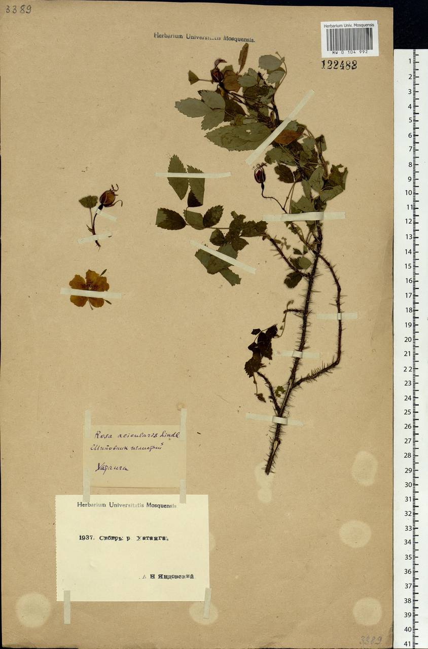 Rosa acicularis Lindl., Siberia, Central Siberia (S3) (Russia)