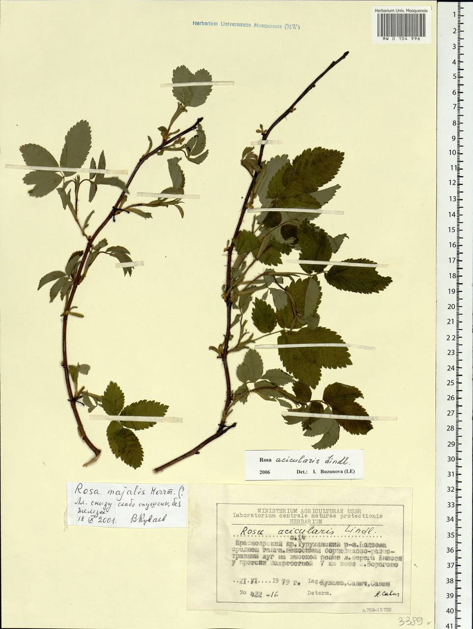Rosa acicularis Lindl., Siberia, Central Siberia (S3) (Russia)